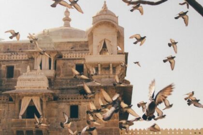 birds flying near city building