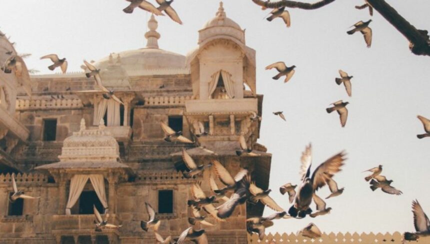 birds flying near city building