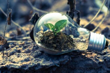 plant growing inside the light bulb