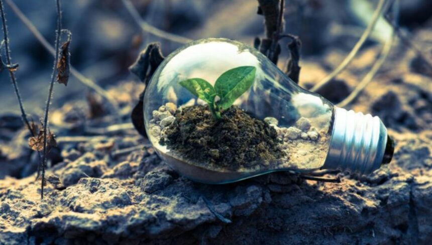 plant growing inside the light bulb