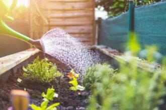 Australians Embrace Urban Farming Amid Rising Costs and Environmental Concerns