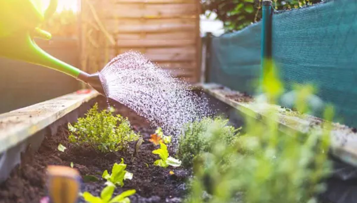 Australians Embrace Urban Farming Amid Rising Costs and Environmental Concerns