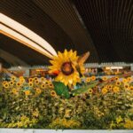 Changi Airport Transforms into a Sunflower Wonderland with ‘A Sunflower Sojourn’ Exhibit