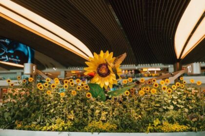 Changi Airport Transforms into a Sunflower Wonderland with ‘A Sunflower Sojourn’ Exhibit