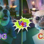 Dog vs Cat Supertails Unleashes the Ultimate Rap Battle to Kickstart India’s Biggest Pet Sale, SWAG 2024