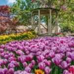 Explore Tulip Time 2024 Southern Highlands' Ultimate Spring Festival for Family Fun and Adventure (1)