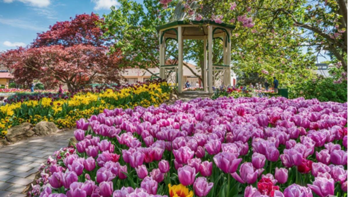 Explore Tulip Time 2024 Southern Highlands' Ultimate Spring Festival for Family Fun and Adventure (1)