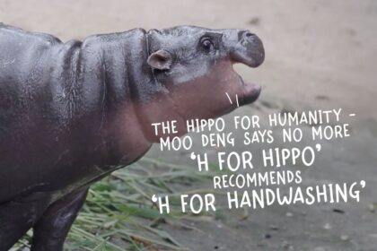 Hippo For Humanity